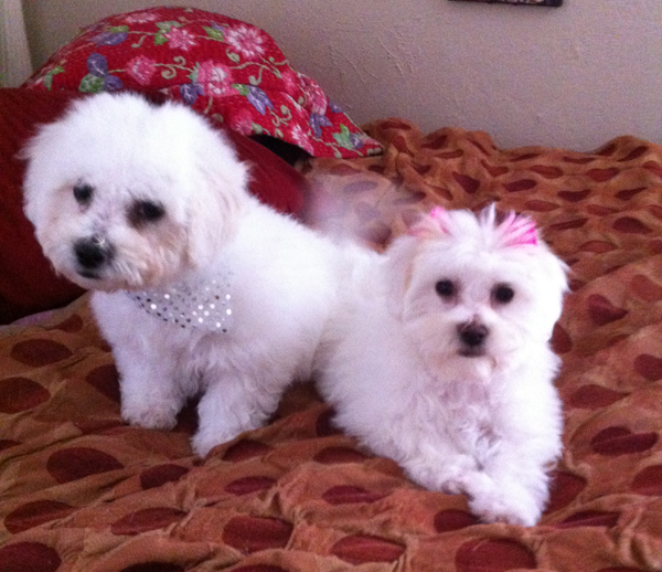 Two adorable bichon/maltese pups are available for adoption!