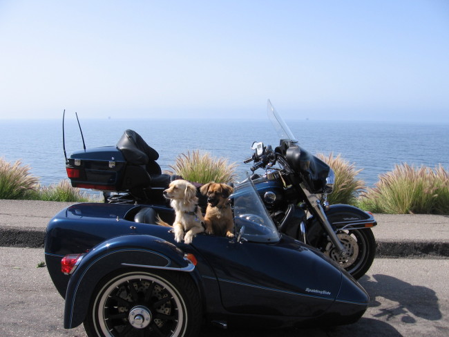Do’s and Don’ts for Summer Travel with Your Pet