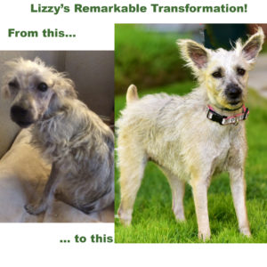 Lizzy - Before and After