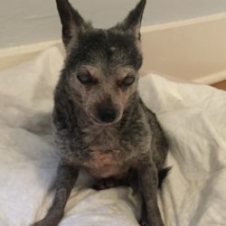 The dog that started us in rescue has passed away