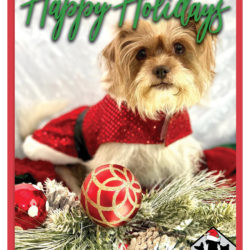 Happy Holidays from The Forgotten Dog Foundation