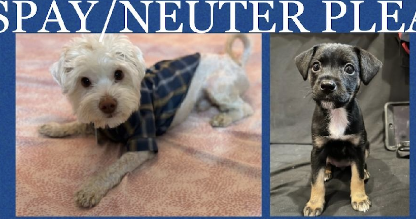 Our Latest Rescues — Ten Discarded Dogs Need Spay / Neuter Help